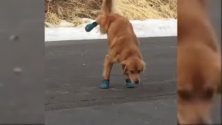 Doggo doesnt like his new shoes 😂😂 [upl. by Alieka]