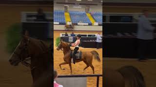 Why does YT always have to make it blurry😭😭 horse rummy equestrian roadto2k fyp hsf [upl. by Kirimia]