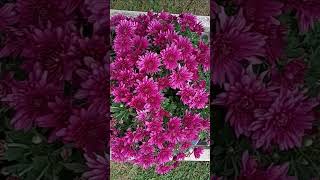 Colorful Chrysanthemums mum flowering plant closeup [upl. by Ynohtnaed991]