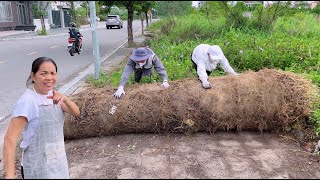 Neighbors said there was no sidewalk here until they saw under the giant roll of grass [upl. by Dorri]