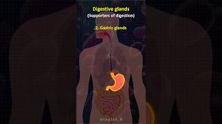 🧐 Digestive Glands  trendingshorts science learning upsc governmentjobs [upl. by Amisoc]