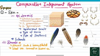 Comparative anatomy of integument system of vertebrates  comparative anatomy PSC AP RAS  BSC [upl. by Salvador891]