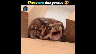 Animals Yawn 🤒 shorts facts shortsvideo knowladge ytshorts [upl. by Lladnyk505]