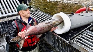 quotSalmon Cannonquot Shoots Fish Over Dams  Cool Invention [upl. by Nadaha]