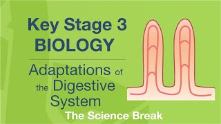 Key Stage 3 Science Biology  Adaptations of the Digestive System [upl. by Clay]