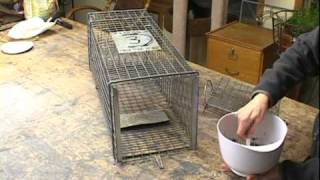 How to set a Feral Cat Trap [upl. by Hufnagel]