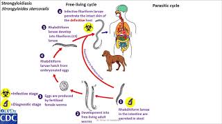 Strongyloides stercoralis life cycle [upl. by Denoting883]