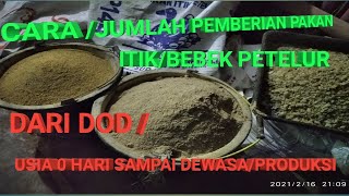 PEMBERIAN PAKANRANGSUM BEBEK PETELURdari DOD sampai dewasa [upl. by Isma]