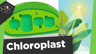 Chloroplast  Chloroplasten Aufbau und Funktion  Photosynthese  Chloroplasten einfach erklärt [upl. by Vish]