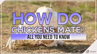 How Do Chickens Mate All You Need To Know [upl. by Thaddeus]