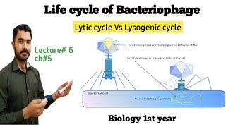 lytic and Lysogenic cycle of Bactyeriophage Lec6 Ch5 in Urdu Hindi by Dr Hadi [upl. by Raines]