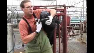 Administering Oral Medications to Dairy Cows [upl. by Natrav]