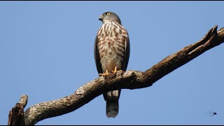 1130910 The Chinese sparrowhawk is a autumn migrant in NeiHu [upl. by Ayet]