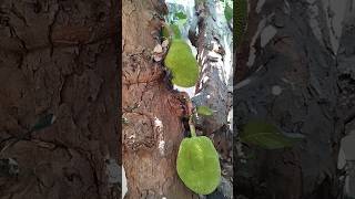 jackfruitபலாப்பழம் 10 years oldtrending viral shortsvideo shorts jackfruit [upl. by Nylirret]