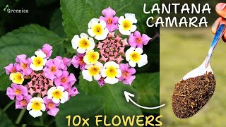 A Comprehensive Guide On Lantana Plant Care 10X BLOOMING [upl. by Shanley898]