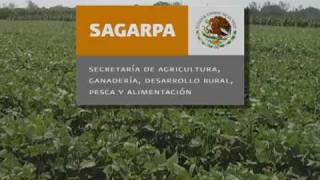 FAO  SAGARPA Trabajando por México [upl. by Spielman]