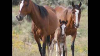 Native spirit Horses [upl. by Neelloc680]