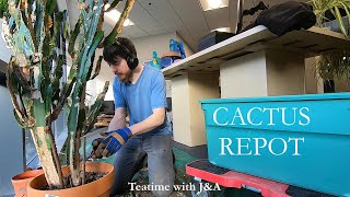 Repotting a Large Cactus  Detailed HowTo [upl. by Anerual]