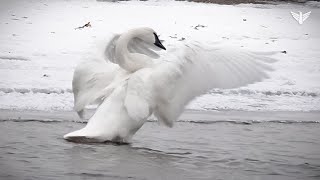 Sioux Falls Trumpeter Swans [upl. by Airyk]