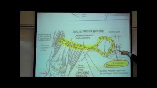 STRETCH REFLEXES by Professor Fink [upl. by Rist]