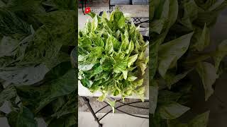 Potus  Pothos 🌱 shorts plants indoorplants garden houseplants [upl. by Georgeanna]