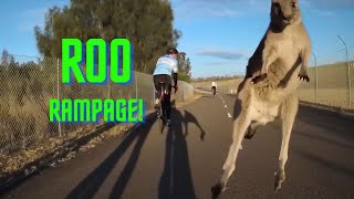 Roo Rampage When Kangaroos Attack Humans [upl. by Elysia]