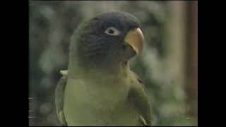 quotPauliequot VHS release commercial 1998 [upl. by Cochrane]