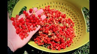 All About Growing Currants Harvest amp Growing Tips [upl. by Hollander]