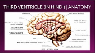 THIRD VENTRICLE IN HINDI  ANATOMY [upl. by Amabelle]