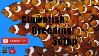 Clownfish Breeding setup [upl. by Hume315]