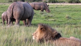 Rhino vs Lion on African Safari [upl. by Natsyrk]