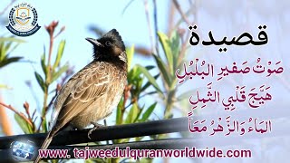 Soutu safir al bulbuli  Qasida bulbul  Naat Arabic  Arabic trana and naat  Naat  Nasheed [upl. by Gerg]