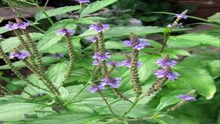 Usos De la Verbena Propiedades y Beneficios de Verbena Verbena officinalis [upl. by Chandler151]