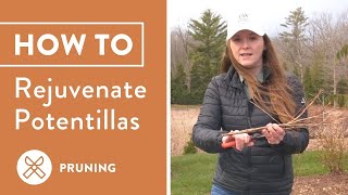 How To Prune Potentilla Step By Step Guide [upl. by Nnaeel]