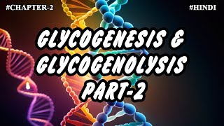 Chapter 2  Metabolism Of Carbohydrates Part9  Glycogenesis amp Glycogenolysis 2 [upl. by Charmane319]