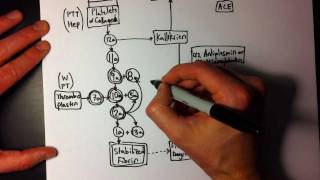 Easy Coagulation Cascade 2 of 2  A little more detail [upl. by Anaibaf]