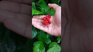 Hater moddhe fuler bere otha nature shortsfeed shortsviral gardening [upl. by Rotow]