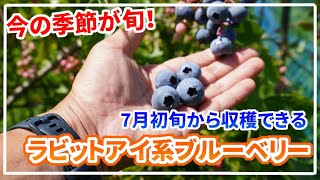 【ブルーベリー】7月初旬から収穫できる品種の紹介【コロンブスとコロンバスは違う？】 [upl. by Nylirret]