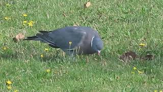 Houtduif Common Wood Pigeon Columba palumbus [upl. by Yesteb]