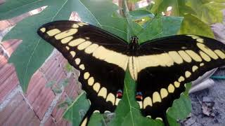 Heraclides thoas braziliensis  Papilio thoas  boroboletacaixão repost [upl. by Benni408]