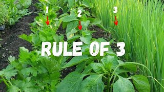 COMPANION PLANTING Made SIMPLE with The Rule of 3 [upl. by Yemrej879]