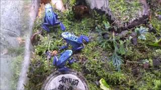 Dendrobates Tinctorius Azureus calling amp courting [upl. by Savinirs]