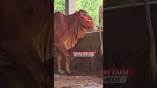 Mahakal Dairy Farm Amethi  Sahival Gir Cow For Sale  1 St Lactation Bachhiya  cowfeed dairy [upl. by Spatola]