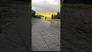 Catching big Atlantic salmon on the fly fishing river flyfishing scotland [upl. by Ertsevlis277]