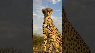 What Do Cheetahs Eat Kingdom Zoo shorts youtubeshorts cheetah diet food eat hunting [upl. by Marchese393]