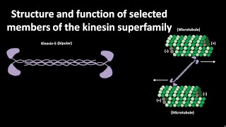 Kinesin superfamily members  Structure and function  CSIR NET LS JRF  GATE [upl. by Suchta590]