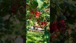 5 Reasons To Plant Red Currant shorts garden growfood fruit [upl. by Juliane]