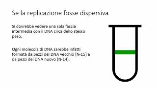 DNA 3 La replicazione del DNA  lesperimento di Meselson e Stahl [upl. by Ludwigg576]