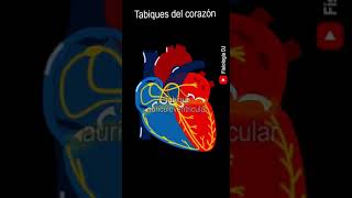 Anatomía del corazón  Tabiques del corazón  Anatomía cardíaca  Anatomía del corazón humano [upl. by Schinica]