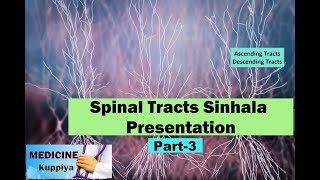 Spinal Tracts Sinhala Presentation  3 [upl. by Chaudoin288]